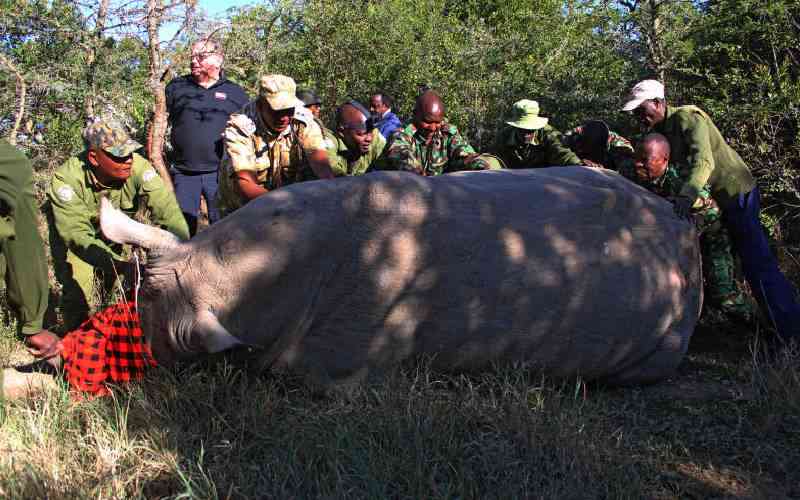 Scientists ambitious mission to save Northern White Rhino from extinction