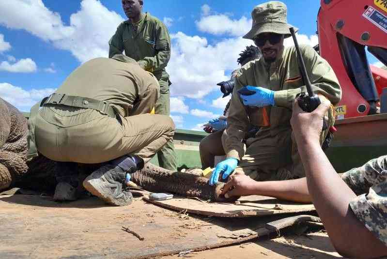 When the last elephant falls, humanity falls too