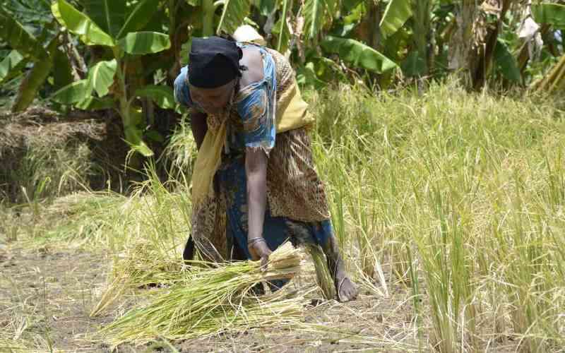 Disputes, water crisis stall T...