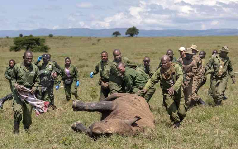 How to move a rhino...